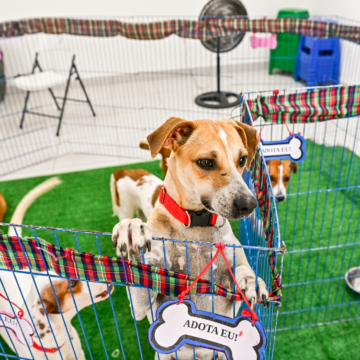A Prefeitura de Vitória alcançou a marca de 20 mil castrações de cães e gatos, mais de 1,3 mil animais atendidos pelo Pata Vix e quase três mil solicitações de atendimentos ao Zap do Resgate. Isso significa cuidado que engloba recolhimento, tratamento, castração, adoção e uma rede de pessoas comprometidas em transformar a vida de animais em situação de vulnerabilidade na capital.