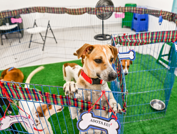 IMG_2134 A Prefeitura de Vitória alcançou a marca de 20 mil castrações de cães e gatos, mais de 1,3 mil animais atendidos pelo Pata Vix e quase três mil solicitações de atendimentos ao Zap do Resgate. Isso significa cuidado que engloba recolhimento, tratamento, castração, adoção e uma rede de pessoas comprometidas em transformar a vida de animais em situação de vulnerabilidade na capital.