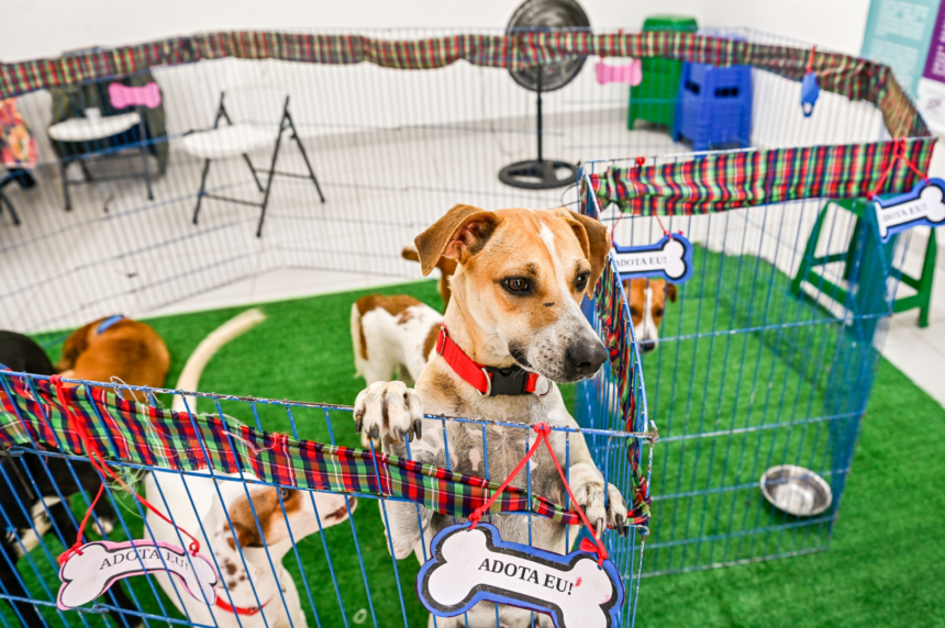 IMG_2134 A Prefeitura de Vitória alcançou a marca de 20 mil castrações de cães e gatos, mais de 1,3 mil animais atendidos pelo Pata Vix e quase três mil solicitações de atendimentos ao Zap do Resgate. Isso significa cuidado que engloba recolhimento, tratamento, castração, adoção e uma rede de pessoas comprometidas em transformar a vida de animais em situação de vulnerabilidade na capital.